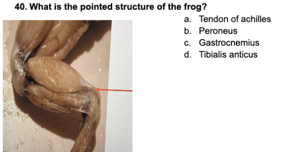 40. What is the pointed structure of the frog?
a. Tendon of achilles
b. Peroneus
c. Gastrocnemius
d. Tibialis anticus
