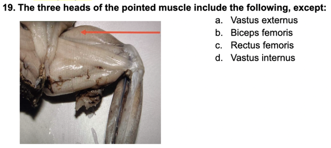 19. The three heads of the pointed muscle include the following, except:
a. Vastus externus
b. Biceps femoris
c. Rectus femoris
d. Vastus internus
