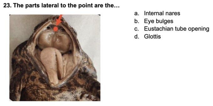 23. The parts lateral to the point are the...
a. Internal nares
b. Eye bulges
c. Eustachian tube opening
d. Glottis
