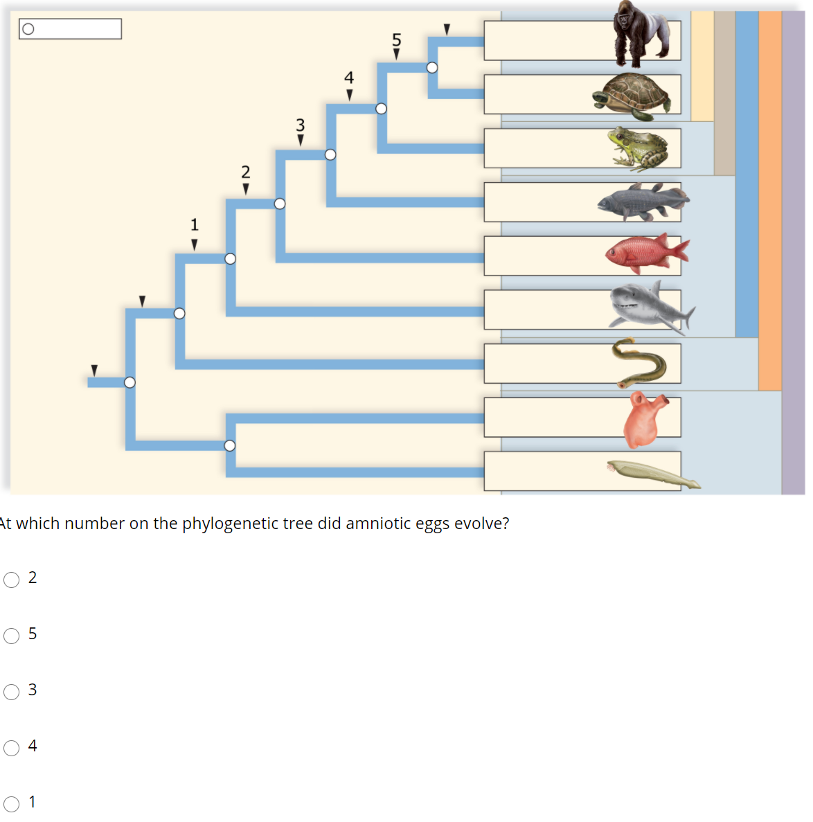 3
At which number on the phylogenetic tree did amniotic eggs evolve?
2
4
1
3.
