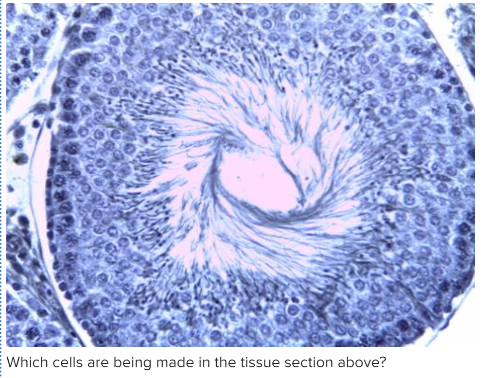 Which cells are being made in the tissue section above?

