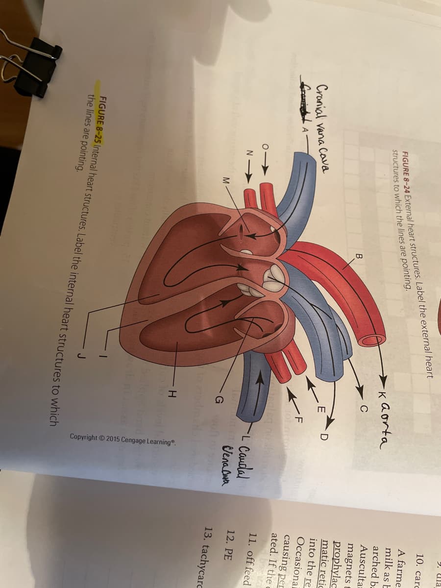 Copyright 2015 Cengage Learning.
FIGURE 8-24 External heart structures. Label the external heart
structures to which the lines are pointing.
10. carc
A farme
milk as E
Kaorta
arched ba
Auscultaa
C
magnets
prophylac
matic retic
into the re
B
Cronial vana Cova
franil A
Occasional
-F
causing per
ated. If the c
18gleg no
11. off feed
L Caudal
Vena Owa
N >
12. PE
M
13. tachycarc
FIGURE 8-25 Internal heart structures. Label the internal heart structures tO which
the lines are pointing.
