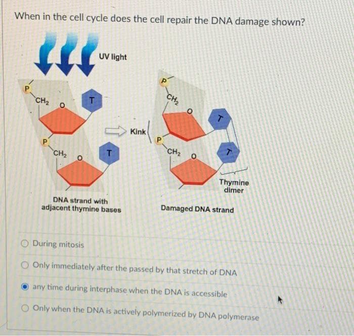 When in the cell cycle does the cell repair the DNA damage shown?
UV light
CH2
T
CH2
Kink
CH2
P
CH2
Thymine
dimer
DNA strand with
Damaged DNA strand
adjacent thymine bases
O During mitosis
O Only immediately after the passed by that stretch of DNA
any time during interphase when the DNA is accessible
O Only when the DNA is actively polymerized by DNA polymerase
