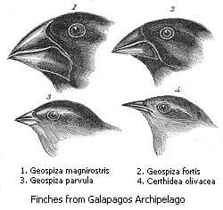 1. Geospiza magnirostris
3. Geospiza parvula
2. Geospiza fortis
4. Certhidea olivacea
Finches from Galapagos Archipelago
