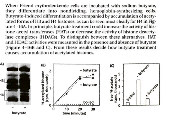 A)
43
14
When Friend erythroleukemic cells are incubated with sodium butyrate,
they differentiate into nondividing, hemoglobin-synthesizing cells.
Butyrate-induced differentiation is accompanied by accumulation of acety-
lated forms of H3 and H4 histones, as can be seen most clearly for H4 in Fig-
ure 4-16A. In principle, butyrate treatment could increase the activity of his-
tone acetyl transferases (HATS) or decrease the activity of histone deacety-
lase complexes (HDACs). To distinguish between these alternatives, HAT
and HDAC activities were measured in the presence and absence of butyrate
(Figure 4-16B and C). From these results decide how butyrate treatment
causes accumulation of acetylated histones.
butyrate
(B)
H-acetylated histone
(cpm, thousands)
N
-butyrate
+ butyrate
boiled
9
30
10
20
time (minutes)
(C)
C
free 'H-acetate
(cpm, thousands)
S43210
boiled
-butyrate
+butyrate,