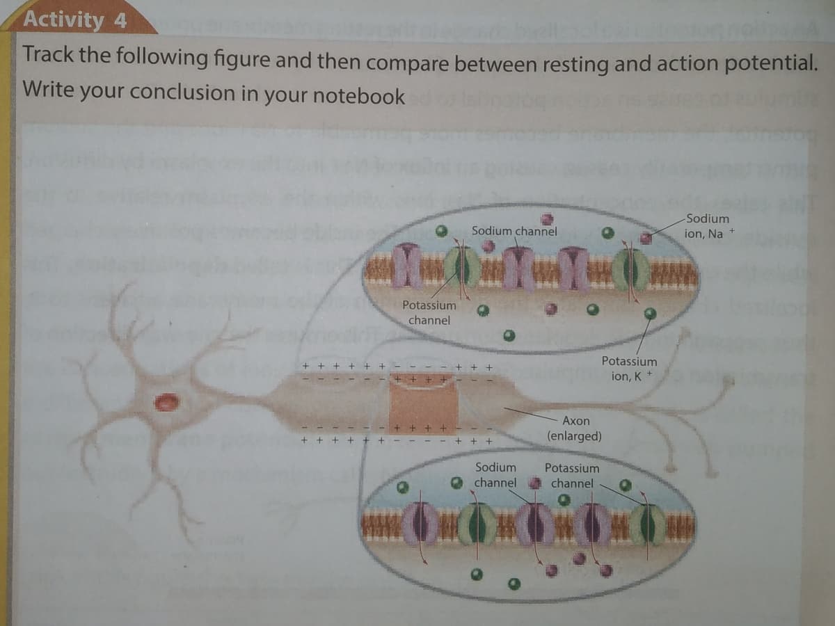 Activity 4
Track the following figure and then compare between resting and action potential.
Write your conclusion in your notebook
Sodium
Sodium channel
ion, Na +
Potassium
channel
Potassium
+ + +
ion, K +
Axon
+ + + +
(enlarged)
Sodium
channel
Potassium
channel
