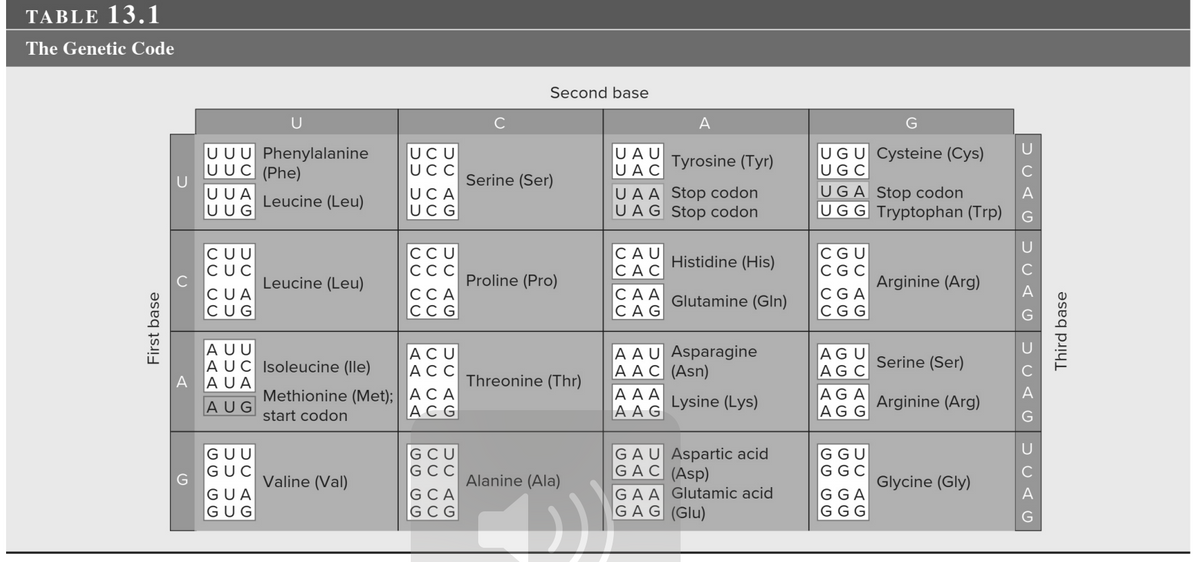 TABLE 13.1
The Genetic Code
First base
U
UUU Phenylalanine
UUC (Phe)
UUA
UUG
CUU
CUC
CUA
CUG
A AUA
AUG
AUU
AUC Isoleucine (lle)
GUU
GUC
Leucine (Leu)
GUA
GUG
Leucine (Leu)
Methionine (Met);
start codon
Valine (Val)
UCU
UCC
UCA
UCG
CU CU
UU UU
UC AG
CCA
CCG
ACU
ACC
A CA
ACG
GGGG
UU UU
UUAG
Second base
Serine (Ser)
Proline (Pro)
Threonine (Thr)
Alanine (Ala)
(_))
UAU
UAC
UAA Stop codon
UAG Stop codon
CAU
CAC
A
Tyrosine (Tyr)
Histidine (His)
CAA Glutamine (Gln)
CAG
AAA
AAG
A A U Asparagine
AAC (Asn)
Lysine (Lys)
GAU Aspartic acid
GAC (Asp)
GAA Glutamic acid
GAG (Glu)
UGU Cysteine (Cys)
UGC
UGA Stop codon
UGG Tryptophan (Trp)
UU UU
SSSS
AGU
AG C
AGA
AGG
SU G
Arginine (Arg)
Serine
Arginine (Arg)
(Ser)
Glycine (Gly)
DUAG
C
UCAG
DUAG DUAG
Third base