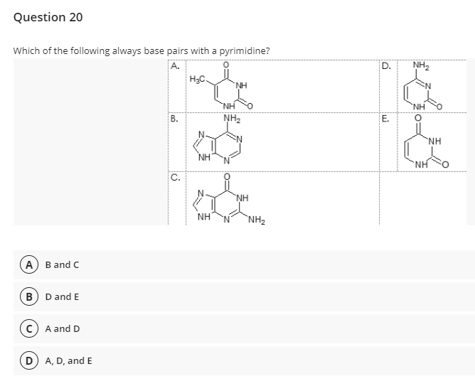 Question 20
Which of the following always base pairs with a pyrimidine?
A.
D.
NH2
H3C.
NH
N:
NH
NH
В.
NH2
E.
NH
NH
C.
NH
NH
`NH2
(A) B and C
B D and E
c) A and D
D A, D, and E
