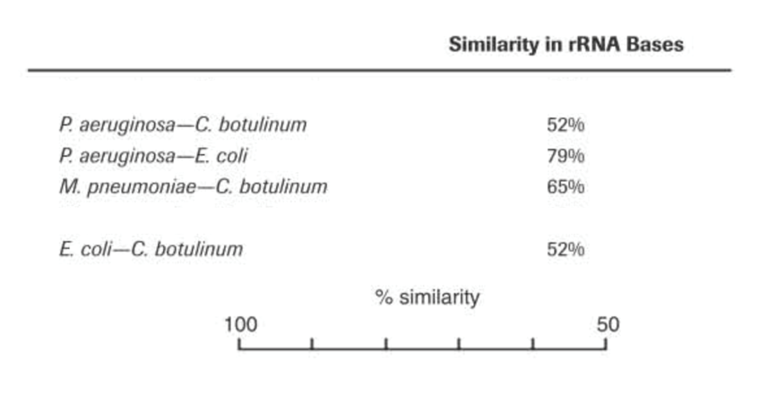 P. aeruginosa-C. botulinum
P. aeruginosa-E. coli
M. pneumoniae-C. botulinum
E. coli-C. botulinum
100
Similarity in rRNA Bases
% similarity
52%
79%
65%
52%
50
