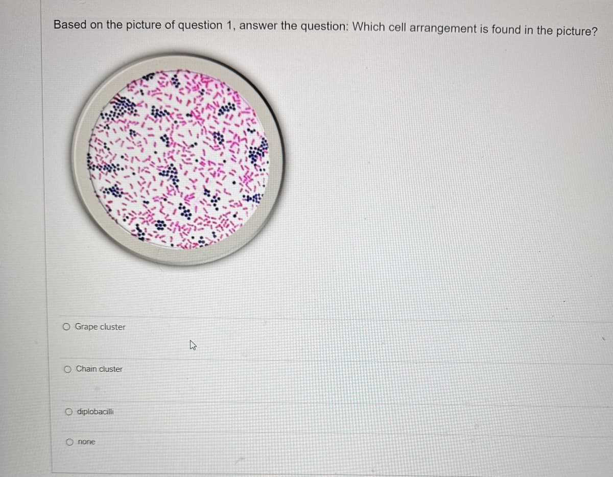 Based on the picture of question 1, answer the question: Which cell arrangement is found in the picture?
O Grape cluster
O Chain cluster
O diplobacilli
Onone
4