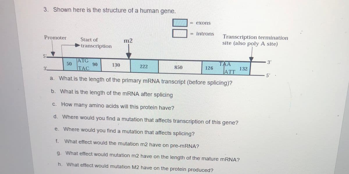 3. Shown here is the structure of a human gene.
exons
introns
Transcription termination
site (also poly A site)
Promoter
Start of
transcription
m2
5%
3'
ATG
50
TAC
TAA
126
90
130
222
850
132
ATT
5'
a. What is the length of the primary mRNA transcript (before splicing)?
b. What is the length of the MRNA after splicing
C. How many amino acids will this protein have?
d. Where would you find a mutation that affects transcription of this gene?
e. Where would you find a mutation that affects splicing?
f.
What effect would the mutation m2 have on pre-MRNA?
g. What effect would mutation m2 have on the length of the mature mRNA?
h. What effect would mutation M2 have on the protein produced?
