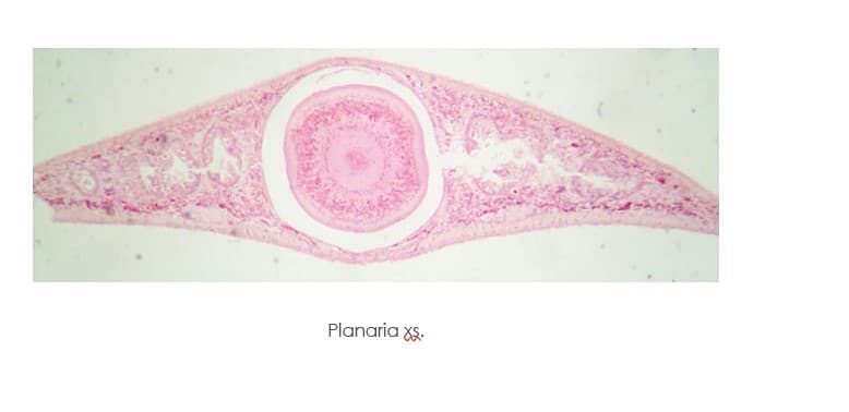 Planaria XS.
