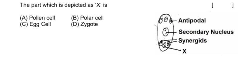 The part which is depicted as 'X' is
[
(A) Pollen cell
(C) Egg Cell
(B) Polar cell
(D) Zygote
0oG Antipodal
Secondary Nucleus
Synergids
