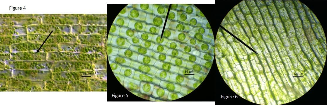 Figure 4
96 um
68 um
Figure 5
Figure 6
