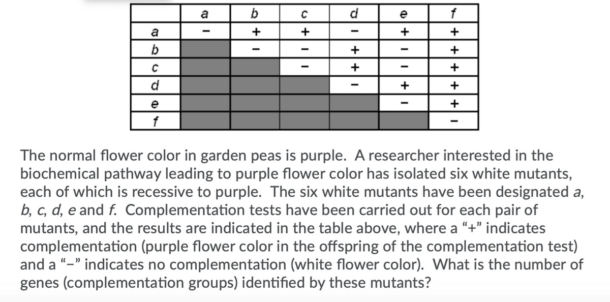 b
d
f
a
+
+
+
+
d
+
e
The normal flower color in garden peas is purple. A researcher interested in the
biochemical pathway leading to purple flower color has isolated six white mutants,
each of which is recessive to purple. The six white mutants have been designated a,
b, c, d, e and f. Complementation tests have been carried out for each pair of
mutants, and the results are indicated in the table above, where a “+" indicates
complementation (purple flower color in the offspring of the complementation test)
and a “-" indicates no complementation (white flower color). What is the number of
genes (complementation groups) identified by these mutants?
+| +|+|+|+
