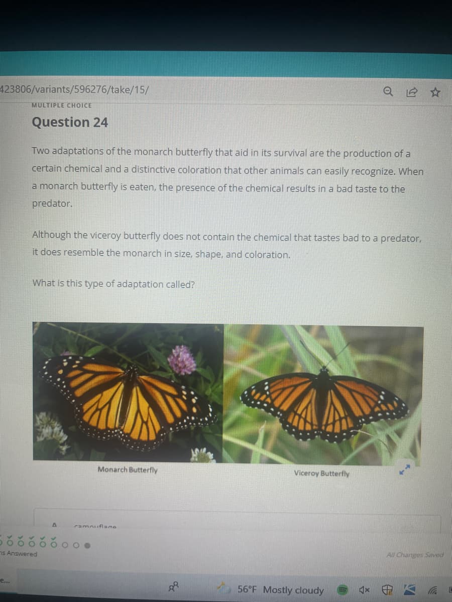 423806/variants/596276/take/15/
MULTIPLE CHOICE
Question 24
Two adaptations of the monarch butterfly that aid in its survival are the production of a
certain chemical and a distinctive coloration that other animals can easily recognize. When
a monarch butterfly is eaten, the presence of the chemical results in a bad taste to the
predator.
Although the viceroy butterfly does not contain the chemical that tastes bad to a predator,
it does resemble the monarch in size, shape, and coloration.
What is this type of adaptation called?
Monarch Butterfly
Viceroy Butterfly
ramouflane
O O O O .
ns Answered
All Changes Saved
e...
56°F Mostly cloudy
