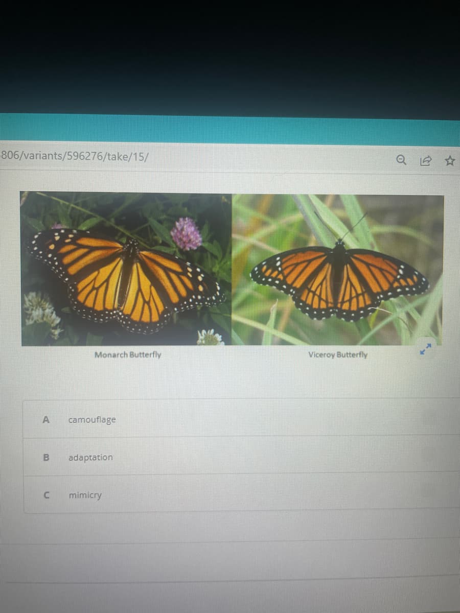 806/variants/596276/take/15/
Monarch Butterfly
Viceroy Butterfly
camouflage
adaptation
mimicry
of
