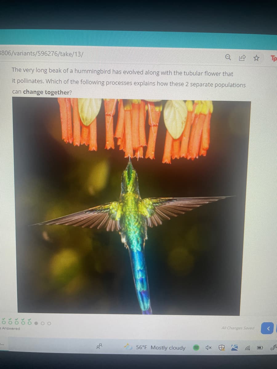 3806/variants/596276/take/13/
Tp
The very long beak of a hummingbird has evolved along with the tubular flower that
it pollinates. Which of the following processes explains how these 2 separate populations
can change together?
All Changes Saved
s Answered
56°F Mostly cloudy
