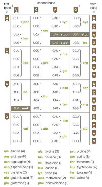 first
second base
third
base
base
A
UUU
phe
UCU
UAU
UGU
tyr
cys
UUC
UCC
UAČ
UGC
ser
UCA
UAA stop UGA stop A
UUA
leu
UAG stop UGG trp
G
UUG
UCG
CUU
CCU
CAU
CGU
his
CUC
ССС
САС
CGC
leu
pro
arg
CUA
CCA
CAA
CGA
CUG
CCG
CGG
CAG S 9ln
A
AUU
ACU
AAU
AGU
asn
ser
AUC
ile
ACC
AAC
AGC
thr
AUA
ACA
AAA
AGA
lys
arg
AUG met
ACG
AGG
G
GUU
GCU
GAU
GGU
asp
GUC
GCC
GGC
val
ala
gly
GUA
GCA
GAA
GGA
glu
GUG
GCG
GAG
GGG )
ala alanine (A)
gly glycine (G)
pro proline (P)
arg arginine (R)
his histidine (H)
ser serine (S)
asn asparagine (N)
thr threonine (T)
ile isoleucine ()
asp aspartic acid (D) leu leucine (L)
trp tryptophan (w)
cys cysteine (C)
tyr tyrosine ()
lys lysine (K)
glu glutamic acid (E) met methionine (M) val valine (M
gin glutamine (Q)
phe phenylalanine (F)
