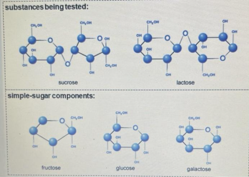 substances being tested:
OH
CH, OH
CH, ON
CH, ON
OH
он
O OH
он
он
CH, OH
ON
OH
OH
CH,OH
Sucrose
lactose
simple-sugar components:
CH, OH
CH, OH
CH, OH
OH
OH
OH
OH
ON
ON
fructose
glucose
galactose
