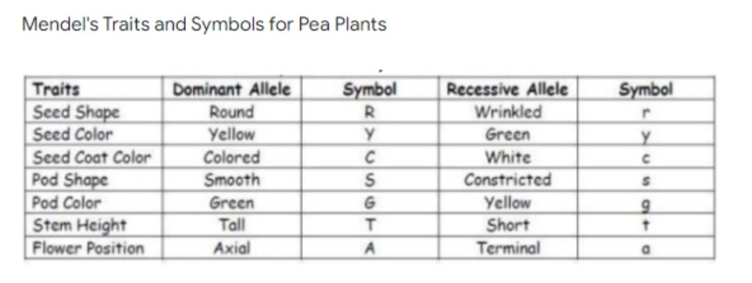 Mendel's Traits and Symbols for Pea Plants
Symbol
Symbol
Traits
Seed Shape
Seed Color
Seed Coat Color
Pod Shape
Dominant Allele
Recessive Allele
Round
Yellow
Colored
Smooth
Wrinkled
Green
White
Constricted
Yellow
Pod Color
Green
Stem Height
Tall
Short
Terminal
Flower Position
Axial
A
