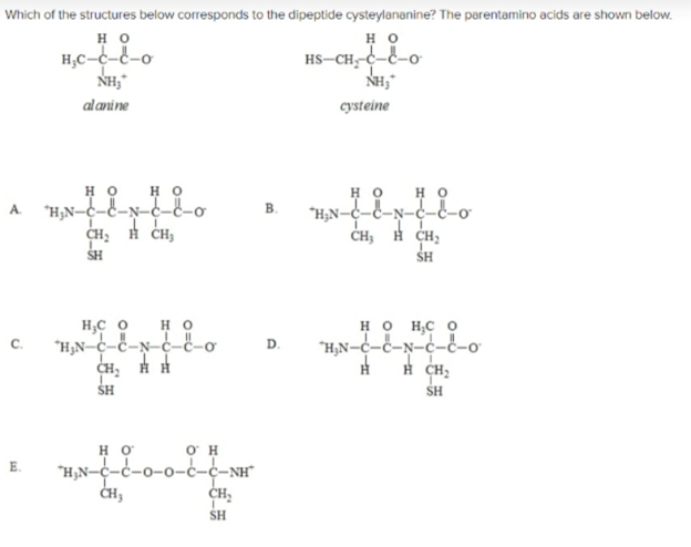 Which of the structures below corresponds to the dipeptide cysteylananine? The parentamino acids are shown below.
но
H,C-c-8-o
NH,
но
HS-CH, c-¿-o
NH,
alani ne
cysteine
но
но
но
"H;N-c-C-N-c-&-
ČH; H CH;
A.
B.
CH, H CH,
SH
SH
H,C O
но нс о
"H,N-c-E-N-c-&-o
H CH;
но
C.
"H,N-c-c-N-ċ-E-o
SH
SH
O H
"H,N--ċ-o-o-ċ-
E.
c-NH"
'H.
ČH,
SH
D.
