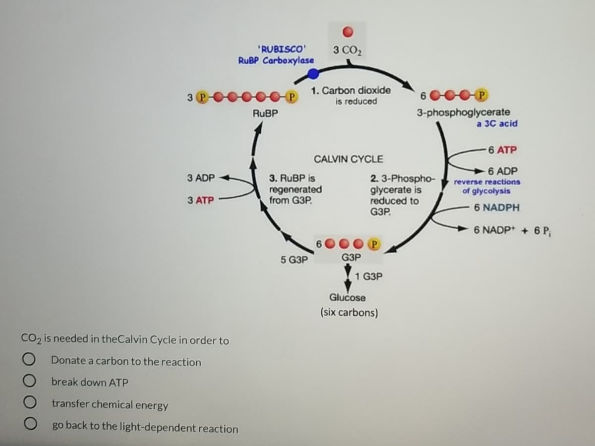 "RUBISCO'
3 CO2
RUBP Carboxylase
1. Carbon dioxide
is reduced
3-phosphoglycerate
а 3C acid
RUBP
6 ATP
CALVIN CYCLE
6 ADP
3 ADP
3. RUBP is
2. 3-Phospho-
glycerate is
reduced to
G3P.
reverse reactions
regenerated
from G3P.
of glycolysis
З АТР
6 NADPH
> 6 NADP* + 6 P,
5 G3P
G3P
1 G3P
Glucose
(six carbons)
CO2 is needed in theCalvin Cycle in order to
Donate a carbon to the reaction
break down ATP
transfer chemical energy
go back to the light-dependent reaction
