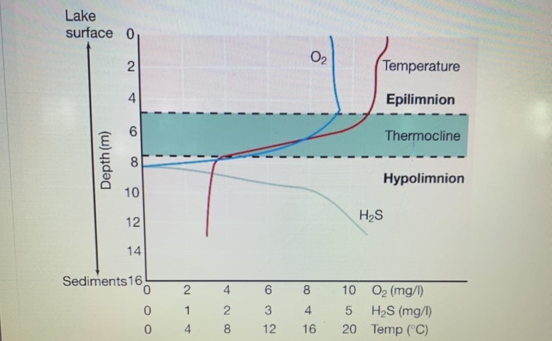 Lake
surface 0
O2
2
Temperature
Epilimnion
Thermocline
8.
Hypolimnion
10
H2S
12
14
Sediments16
4
6.
8.
10 O2 (mg/l)
H2S (mg/l)
20 Temp (°C)
0.
1
4
12
16
Depth (m)
4-
