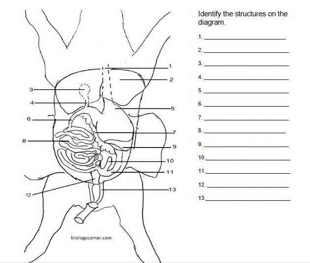 Identify the structures on the
diagram.
1.
2.
3.
2
3.
5.
4
6.
7.
8.
9.
10.
10
11
11.
12.
13
12
13.
biologycorner.com
