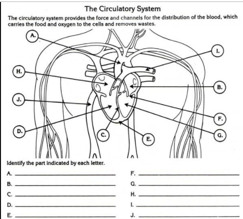 The Circulatory System
The circulatory system provides the force and channels for the distribution of the blood, which
carries the food and oxygen to the cells and removes wastes.
H.
Identify the part indicated by each letter.
A.
F.
В.
G.
C.
Н.
D.
I.
E.

