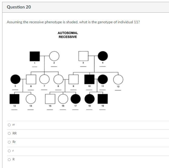 Question 20
Assuming the recessive phenotype is shaded, what is the genotype of individual 11?
AUTOSOMAL
RECESSIVE
15
16
O rr
O RR
O Rr
Or
OR
