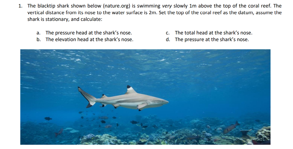 1. The blacktip shark shown below (nature.org) is swimming very slowly 1m above the top of the coral reef. The
vertical distance from its nose to the water surface is 2m. Set the top of the coral reef as the datum, assume the
shark is stationary, and calculate:
The pressure head at the shark's nose.
b. The elevation head at the shark's nose.
The total head at the shark's nose.
d. The pressure at the shark's nose.
а.
С.
