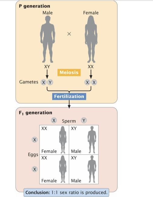 P generation
Male
Female
XY
XX
Meiosis
Gametes X Y
Fertilization
F, generation
X Sperm Y
XX
XY
Female
Male
Eggs
XX
XY
Female
Male
Conclusion: 1:1 sex ratio is produced.
