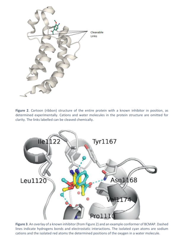 Figure 2. Cartoon (ribbon) structure of the entire protein with a known inhibitor in position, as
determined experimentally. Cations and water molecules in the protein structure are omitted for
clarity. The links labelled can be cleaved chemically.
lle1122
Cleavable
Links
Leul120
Tyr1167
Asn1168
Val1174
Prol110
Figure 3. An overlay of a known inhibitor (from Figure 2) and an example conformer of BCMAP. Dashed
lines indicate hydrogens bonds and electrostatic interactions. The isolated cyan atoms are sodium
cations and the isolated red atoms the determined positions of the oxygen in a water molecule.