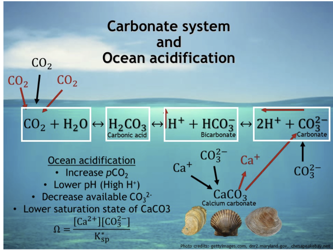 Carbonate system
and
Ocean acidification
CO2
CO2
CO2
CO2 + H20 → H2CO3 H* + HCO5 → 2H+ + CO?
Carbonate
Bicarbonate
Carbonic acid
CO Ca*
Ca+
Ocean acidification
Increase pCO2
• Lower pH (High H*)
Decrease available CO32-
Co3-
CACO
Calcium carbonate
Lower saturation state of CaCO3
[Ca2+][CO? ]
Ω
Ksp
Photo credits: gettyimages.com, dnr2.maryland.gov, chesapeakebay.net
