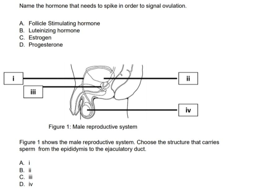 Name the hormone that needs to spike in order to signal ovulation.
A. Follicle Stimulating hormone
B. Luteinizing hormone
C. Estrogen
D. Progesterone
i
ii
iii
iv
Figure 1: Male reproductive system
Figure 1 shows the male reproductive system. Choose the structure that carries
sperm from the epididymis to the ejaculatory duct.
А. i
В. ї
C. i
D. iv

