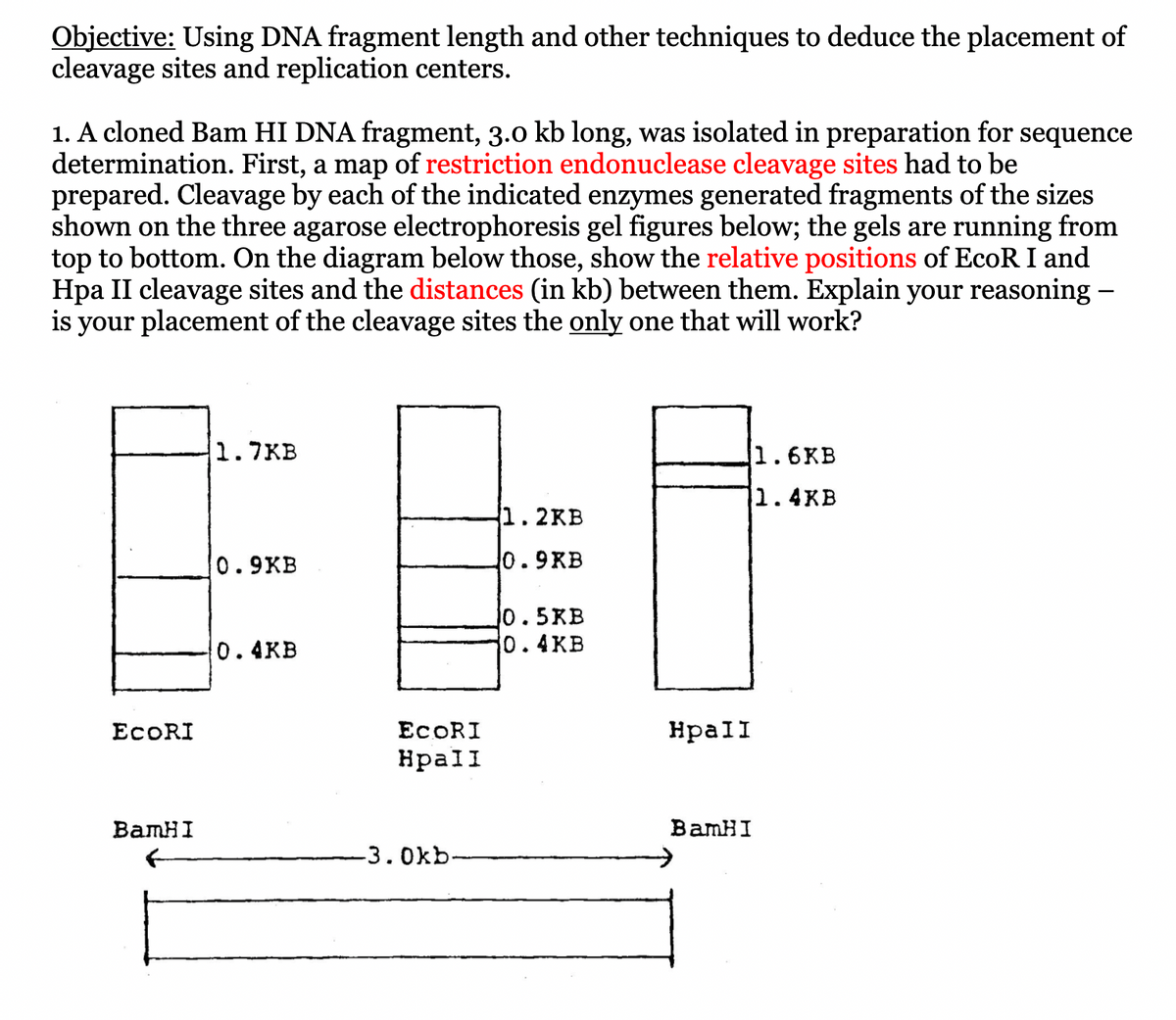 Objective: Using DNA fragment length and other techniques to deduce the placement of
cleavage sites and replication centers.
1. A cloned Bam HI DNA fragment, 3.0 kb long, was isolated in preparation for sequence
determination. First, a map of restriction endonuclease cleavage sites had to be
prepared. Cleavage by each of the indicated enzymes generated fragments of the sizes
shown on the three agarose electrophoresis gel figures below; the gels are running from
top to bottom. On the diagram below those, show the relative positions of EcoR I and
Hpa II cleavage sites and the distances (in kb) between them. Explain your reasoning -
is your placement of the cleavage sites the only one that will work?
ECORI
BamHI
1.7КВ
0.9KB
0.4KB
ECORI
Hpall
-3.0kb-
1.2KB
0.9KB
10.5KB
0.4KB
Hpall
BamHI
1.6KB
1.4KB