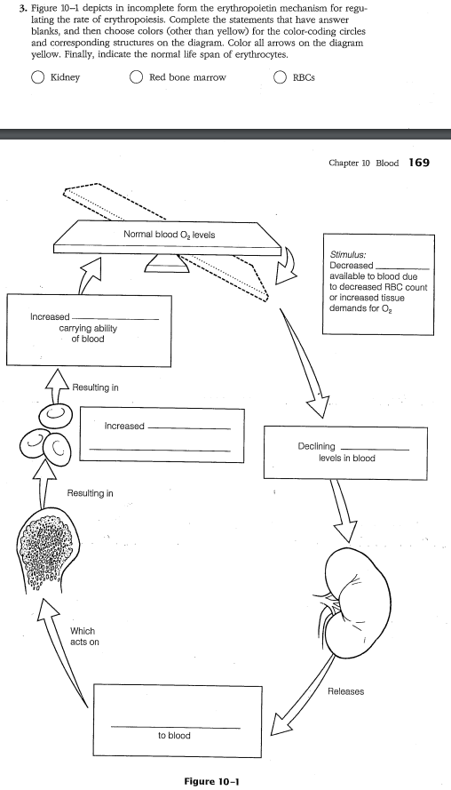 3. Figure 10-1 depicts in incomplete form the erythropoietin mechanism for regu-
lating the rate of erythropoiesis. Complete the statements that have answer
blanks, and then choose colors (other than yellow) for the color-coding circles
and corresponding structures on the diagram. Color all arrows on the diagram
yellow. Finally, indicate the normal life span of erythrocytes.
Kidney
Red bone marrow
O RBCS
Chapter 10 Blood 169
Normal blood O, levels
Stimulus:
Decreased
available to blood due
to decreased RBC count
or increased tissue
demands for O,
Incroased
carrying ability
of blood
Resulting in
Increased
Declining
levels in blood
Resulting in
Which
acts on
Releases
to blood
Figure 10-1
