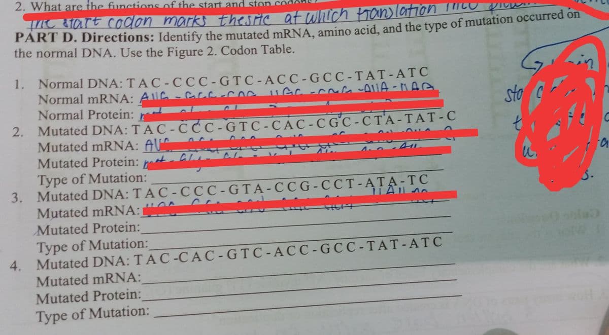 2. What are the functions of the start and stor
TIC &Tart codon marks theste at wIch translation
PART D. Directions: Identify the mutated mRNA, amino acid, and the type
the normal DNA, Use the Figure 2. Codon Table.
of mutation occurred on
in
sto C
1. Normal DNA: TAC-CCC-GT C-ACC-GC C -TAT-ATC
Normal mRNA: AUG - GLL
Normal Protein:
2. Mutated DNA: T AC -CCC-GTC-CAC-C GC - C TA-TAT-C
Mutated mRNA: AUC cCt CAê Go
Mutated Protein: mat AM MA
Type of Mutation:
3. Mutated DNA: TAC-CCC-GTA- CCG-CCT-ATA-TC
Mutated mRNA:
Mutated Protein:
Type of Mutation:
4. Mutated DNA: TAC-CAC-GTC-ACC-GCC - TAT-ATC
Mutated mRNA:
Mutated Protein:
Type of Mutation:
uec nc GC-COela -AUA-MAG
