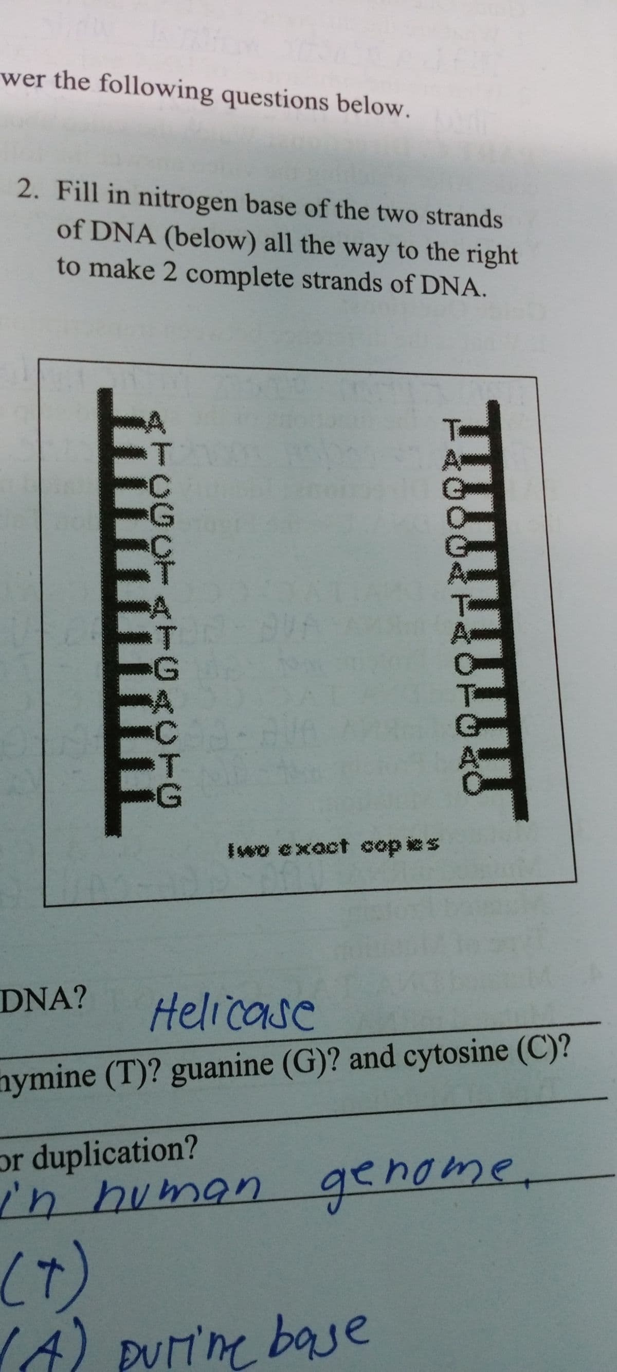 wer the following questions below.
2. Fill in nitrogen base of the two strands
of DNA (below) all the way to the right
to make 2 complete strands of DNA.
A
T
To
T
A
C
T
G
Iwo exact cop ies
DNA?
Helicase
hymine (T)? guanine (G)? and cytosine (C)?
or duplication?
in human genome,
(7)
(A)
pUtine base
