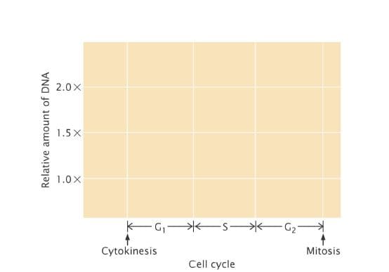 2.0X
1.5 X
1.0X
-G2
Cytokinesis
Mitosis
Cell cycle
Relative amount of DNA
