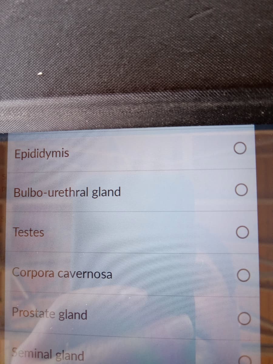 Epididymis
Bulbo-urethral gland
Testes
Corpora cavernosa
Prostate gland
Seminal gland
O
O
O
C