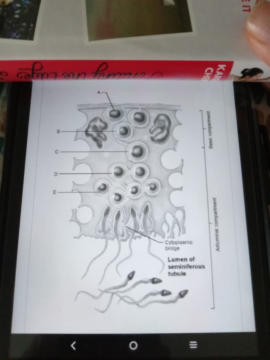 aan huis
B
O
Cytoplasmic
bridge
—
Lumen of
seminiferous
tubule
|||
CHE
KARE
Basal compartment
Adiuminal compartment
E IT