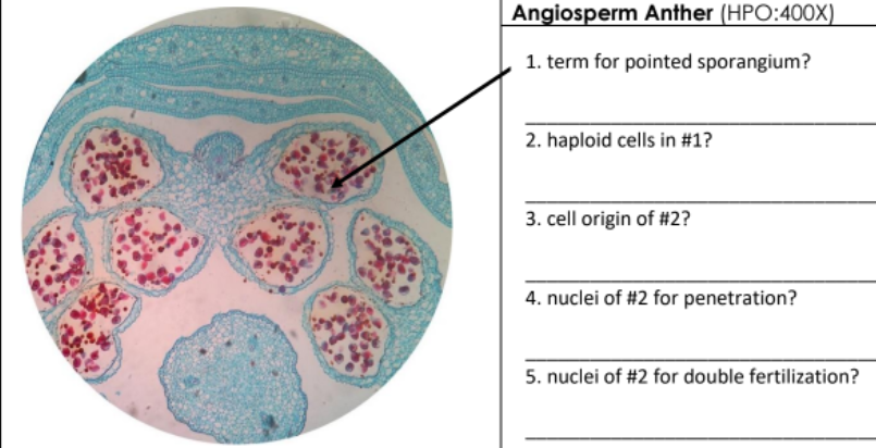 Angiosperm Anther (HPO:400X)
1. term for pointed sporangium?
2. haploid cells in #1?
3. cell origin of #2?
4. nuclei of #2 for penetration?
5. nuclei of #2 for double fertilization?