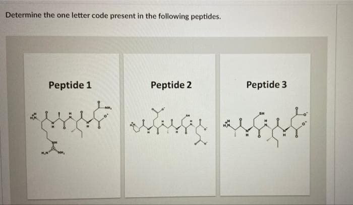Determine the one letter code present in the following peptides.
Peptide 1
Peptide 2
Pussy
-NH₂
Peptide 3