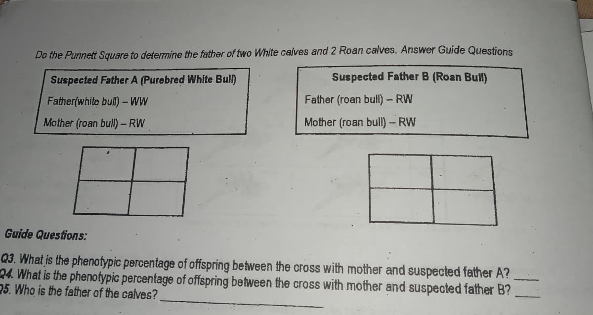 Do the Punnett Square to determine the father of two White calves and 2 Roan calves. Answer Guide Questions
Suspected Father A (Purebred White Bull)
Suspected Father B (Roan Bull)
Father(white bull) - WW
Father (roan bull) - RW
Mother (roan bull) - RW
Mother (roan bull)- RW
Guide Questions:
Q3. What is the phenotypic percentage of offspring between the cross with mother and suspected father A?
04. What is the phenotypic percentage of offspring between the cross with mother and suspected father B?
25. Who is the father of the calves?
