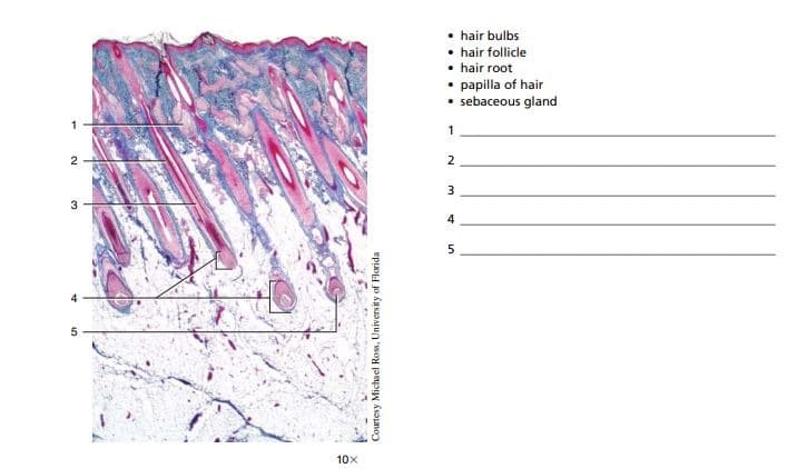 hair bulbs
• hair follicle
• hair root
• papilla of hair
• sebaceous gland
1
1
2
2
3
4
5
4
5
10x
Courtesy Michael Ross, University of Florida
