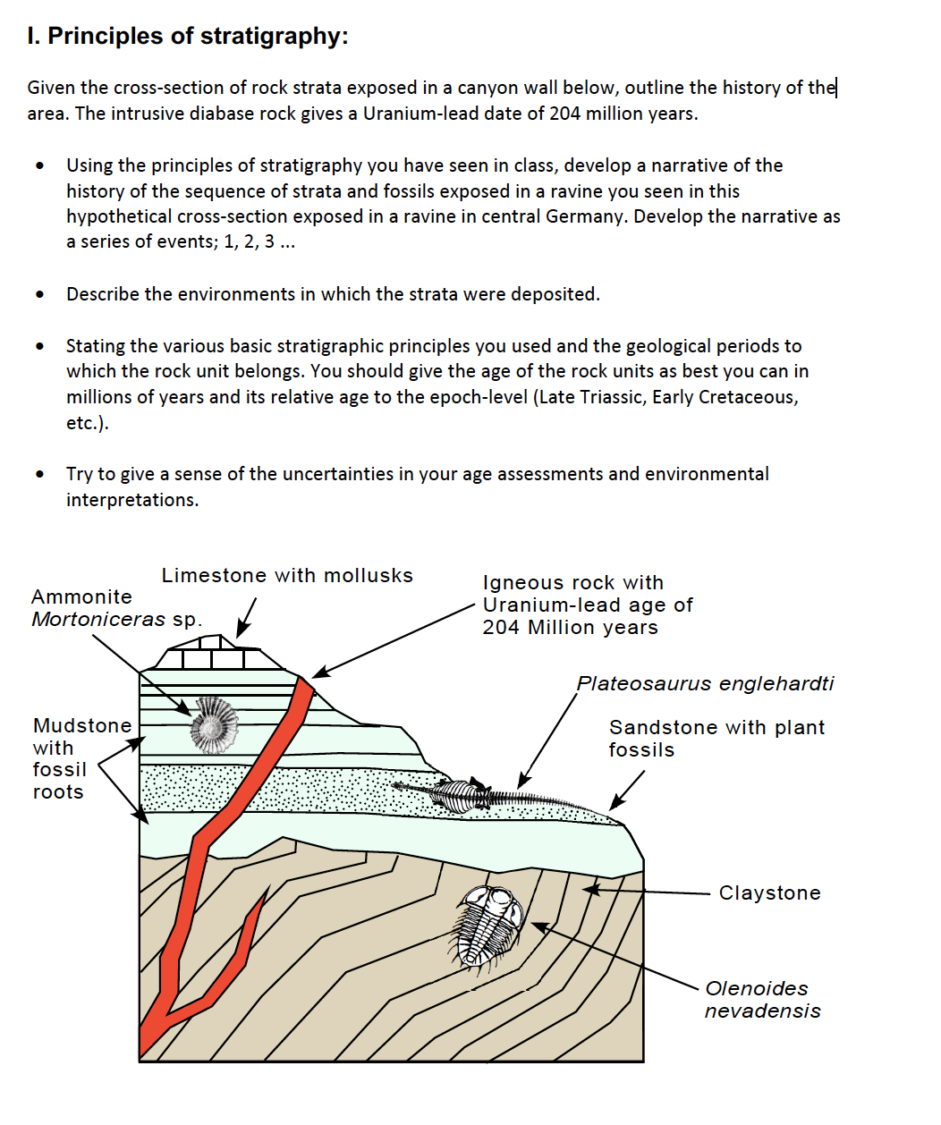 I. Principles of stratigraphy:
Given the cross-section of rock strata exposed in a canyon wall below, outline the history of the
area. The intrusive diabase rock gives a Uranium-lead date of 204 million years.
Using the principles of stratigraphy you have seen in class, develop a narrative of the
history of the sequence of strata and fossils exposed in a ravine you seen in this
hypothetical cross-section exposed in a ravine in central Germany. Develop the narrative as
a series of events; 1, 2, 3 ...
Describe the environments in which the strata were deposited.
Stating the various basic stratigraphic principles you used and the geological periods to
which the rock unit belongs. You should give the age of the rock units as best you can in
millions of years and its relative age to the epoch-level (Late Triassic, Early Cretaceous,
etc.).
Try to give a sense of the uncertainties in your age assessments and environmental
interpretations.
Limestone with mollusks
Igneous rock with
Uranium-lead age of
204 Million years
Ammonite
Mortoniceras sp.
Plateosaurus englehardti
Mudstone
Sandstone with plant
with
fossil
fossils
roots
Claystone
Olenoides
nevadensis
