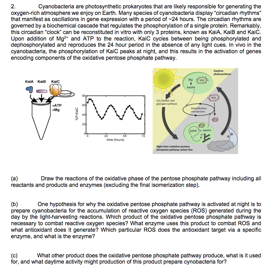 2.
Cyanobacteria are photosynthetic prokaryotes that are likely responsible for generating the
oxygen-rich atmosphere we enjoy on Earth. Many species of cyanobacteria display "circadian rhythms"
that manifest as oscillations in gene expression with a period of -24 hours. The circadian rhythms are
governed by a biochemical cascade that regulates the phosphorylation of a single protein. Remarkably,
this circadian "clock" can be reconstituted in vitro with only 3 proteins, known as KaiA, KaiB and KaiC.
Upon addition of Mg2+ and ATP to the reaction, Kaic cycles between being phosphorylated and
dephosphorylated and reproduces the 24 hour period in the absence of any light cues. In vivo in the
cyanobacteria, the phosphorylation of KaiC peaks at night, and this results in the activation of genes
encoding components of the oxidative pentose phosphate pathway.
Daytime
photosynthesis
PSI ROS
KaiA
KaiB
Kaic
NADPH
80
ROS
co, fixation and
Blycogen synthesis
+ATP
60
Detoxification
+Mg
mechanisms
40
20
ОPPP
NADPH
24
48
72
time (hours)
colocoo
Night-time oxidative pentose
phosphate pathway carbon flux
(a)
reactants and products and enzymes (excluding the final isomerization step).
Draw the reactions of the oxidative phase of the pentose phosphate pathway including all
One hypothesis for why the oxidative pentose phosphate pathway is activated at night is to
(b)
prepare cyanobacteria for the accumulation of reactive oxygen species (ROS) generated during the
day by the light-harvesting reactions. Which product of the oxidative pentose phosphate pathway is
necessary to combat reactive oxygen species? What enzyme uses this product to combat ROS and
what antioxidant does it generate? Which particular ROS does the antioxidant target via a specific
enzyme, and what is the enzyme?
What other product does the oxidative pentose phosphate pathway produce, what is it used
(c)
for, and what daytime activity might production of this product prepare cynobacteria for?
%P-KaiC
