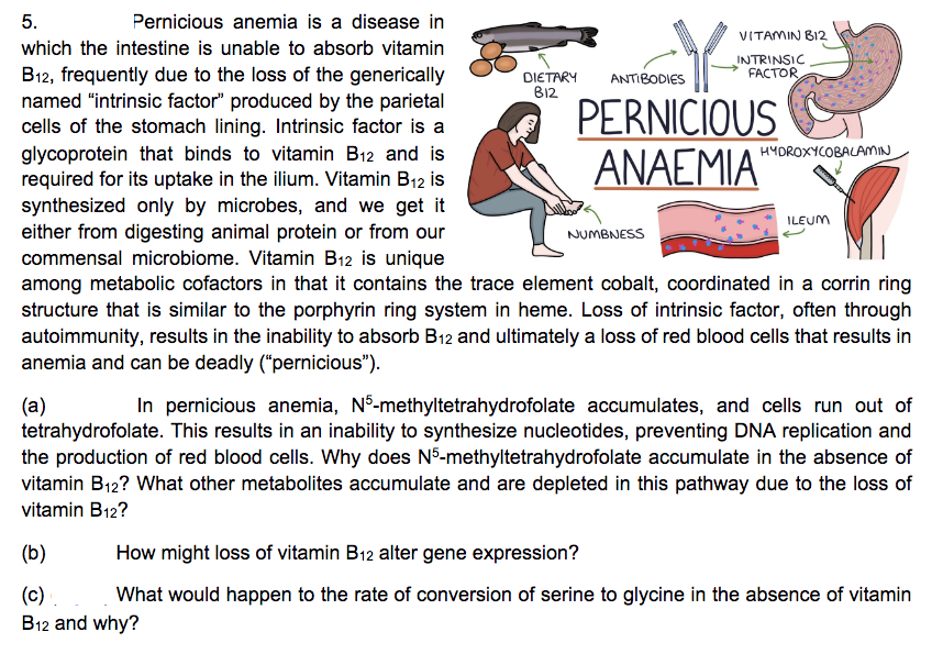5.
Pernicious anemia is a disease in
VITAMIN B12
which the intestine is unable to absorb vitamin
INTRINSIC
FACTOR
B12, frequently due to the loss of the generically
named "intrinsic factor" produced by the parietal
cells of the stomach lining. Intrinsic factor is a
glycoprotein that binds to vitamin B12 and is
required for its uptake in the ilium. Vitamin B12 is
synthesized only by microbes, and we get it
either from digesting animal protein or from our
commensal microbiome. Vitamin B12 is unique
among metabolic cofactors in that it contains the trace element cobalt, coordinated in a corrin ring
structure that is similar to the porphyrin ring system in heme. Loss of intrinsic factor, often through
autoimmunity, results in the inability to absorb B12 and ultimately a loss of red blood cells that results in
anemia and can be deadly ("pernicious").
DIETARY
B12
ANTIBODIES
PERNICIOUS
ANAEMIA"
HYDROXYCOBALAMIN
ILEUM
NUMBNESS
In pernicious anemia, N5-methyltetrahydrofolate accumulates, and cells run out of
(a)
tetrahydrofolate. This results in an inability to synthesize nucleotides, preventing DNA replication and
the production of red blood cells. Why does N5-methyltetrahydrofolate accumulate in the absence of
vitamin B12? What other metabolites accumulate and are depleted in this pathway due to the loss of
vitamin B12?
(b)
How might loss of vitamin B12 alter gene expression?
(c) .
B12 and why?
What would happen to the rate of conversion of serine to glycine in the absence of vitamin

